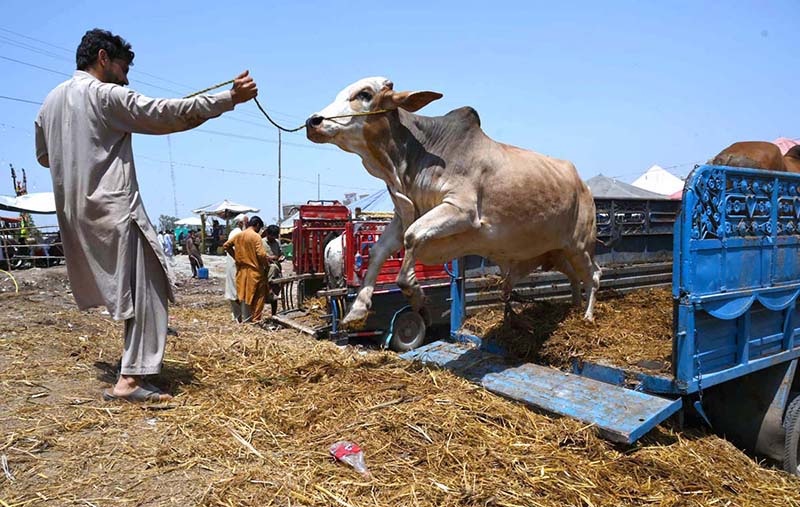 Eid-ul-Adha teaches patience, empathy, and lesson of sacrificing desires