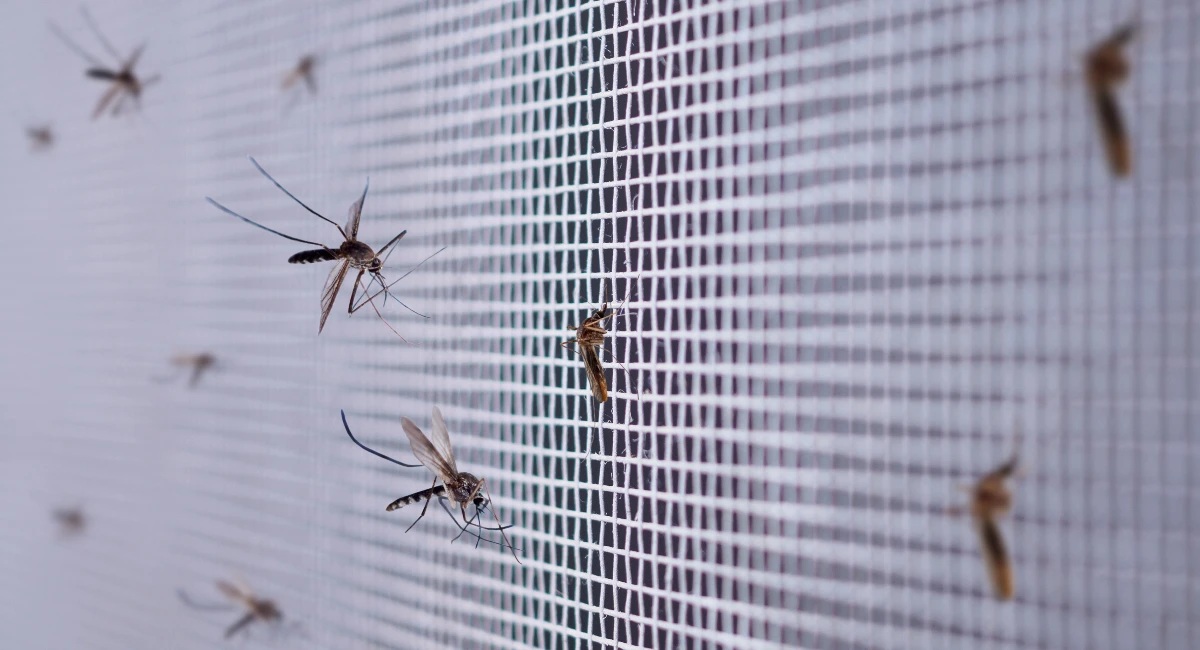 Notes from mosquitos’ presser from ‘undisclosed’ puddle behind dwelling