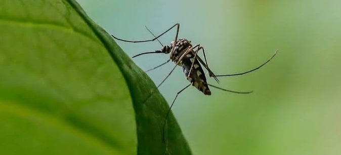 Notes from mosquitos’ presser from ‘undisclosed’ puddle behind dwelling